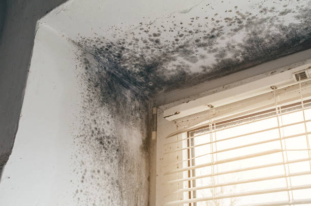 Trusted Crawl Space Mold Removal service in Fair Lawn, NJ - Cheap Mold Removal